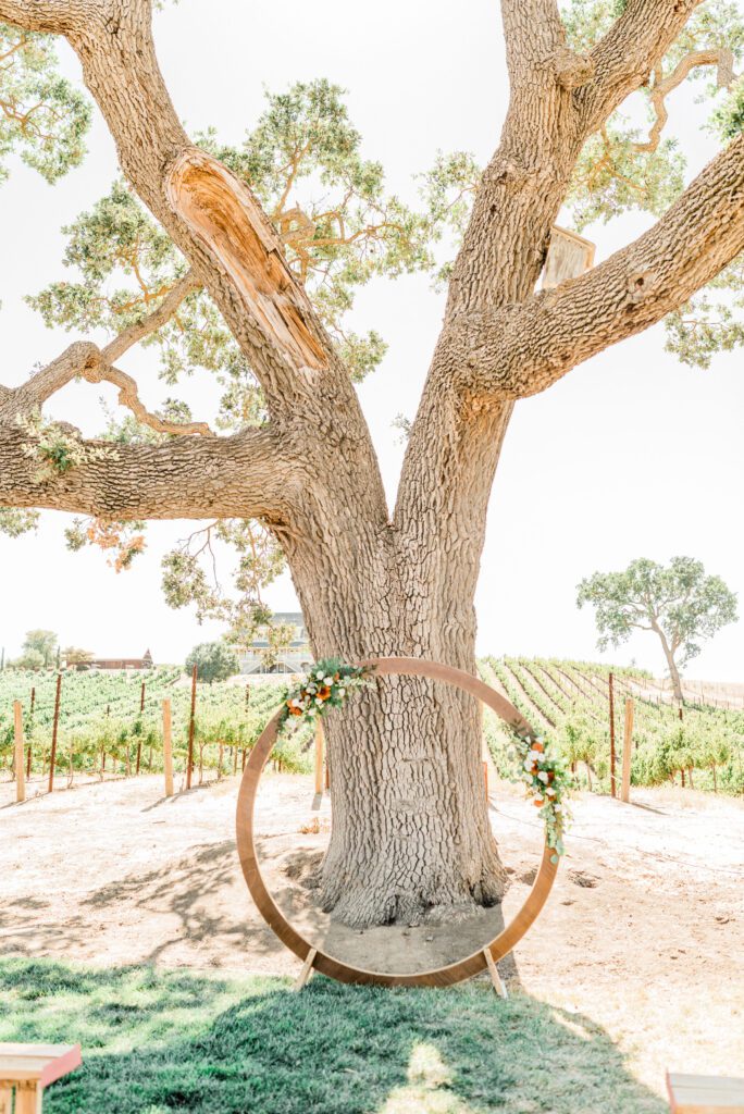 The ancient oak tree at Ellas Vineyard in Paso Robles, a beautiful location for a wedding ceremony.