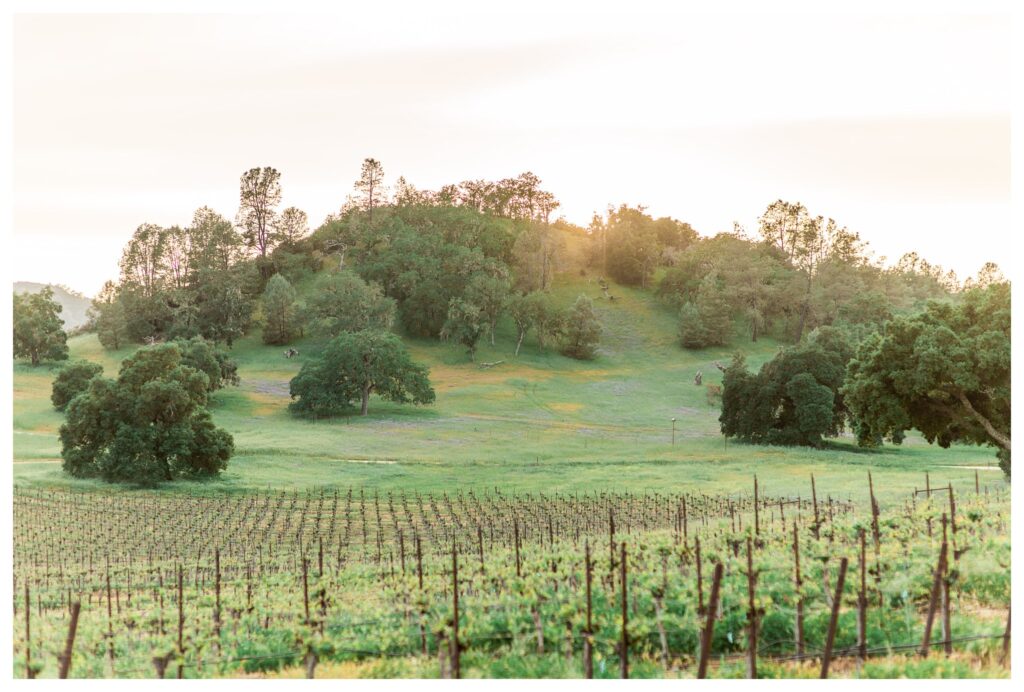 The gorgeous California vineyards of San Luis Obispo are a perfect place to get married. 