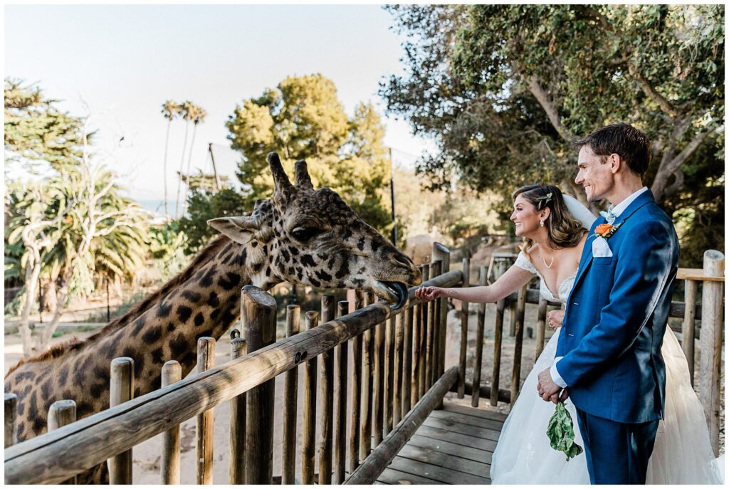 A bride and groom and wedding attire feed the giraffe during their wedding at the Santa Barbara zoo, a unique wedding venue in California.
