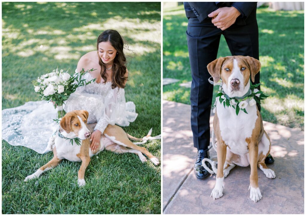 A bride and groom pose with their dog during their classic green and white wedding in the spring at Bella Terra Vineyards in Paso Robles.